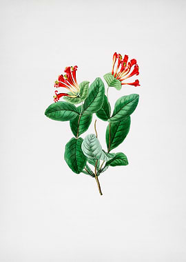 North West Honeysuckle