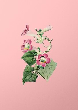 Blushing Lophospermum Pink