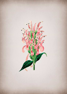 Justicia Carnea Flower