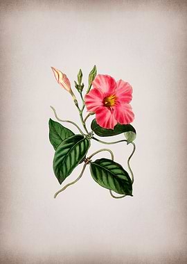 Knob Jointed Dipladenia