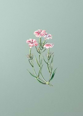 Bisignanos Tree Piink