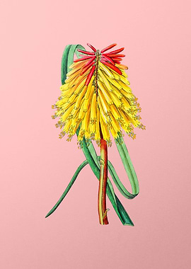 Vintage Tritoma on Pink