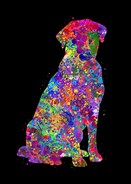 Labrador Retriever dog