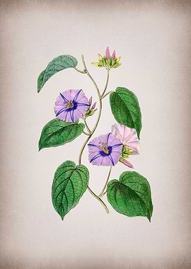 Hoary Jacquemontia Flower