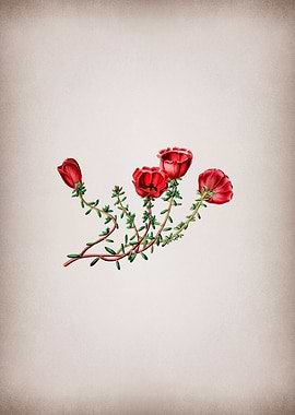 Gillies Purslane Flower