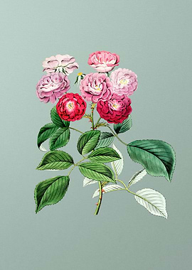 Seven Sisters Rose on Mint