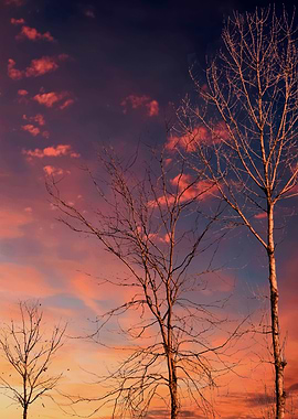 trees without leaves