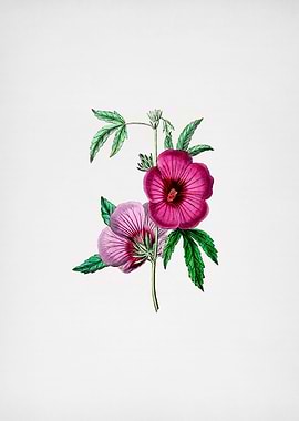 Vintage Hibiscus