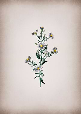 Glaucous Aster Flower