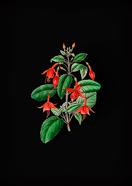 Fuchsia Flower Branch
