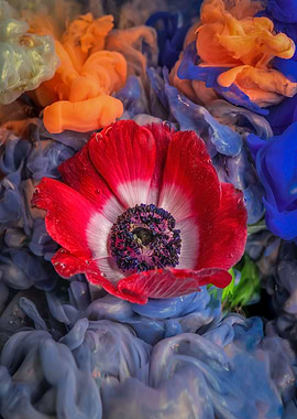 Red Anemone