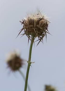 wildflower in the mountain
