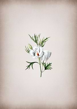 Lilac Hibiscus Flower