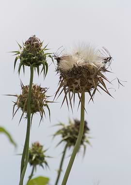 wildflower in the mountain