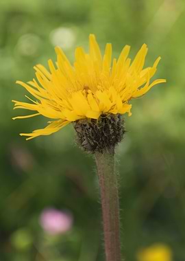 wildflower in the mountain
