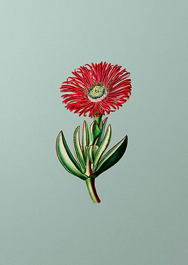 Red Edged Fig Marigold