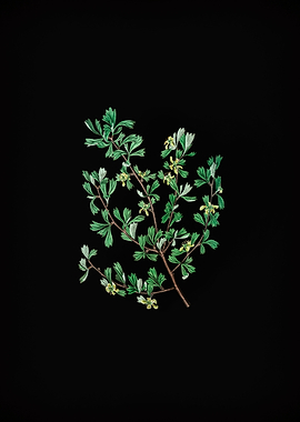 Three Tooth Purshia Flower