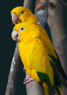 Parrot