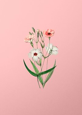 Dark Eyed Viscaria Flower