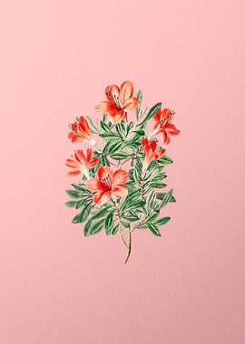 Red Chinese Azalea on Pink