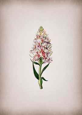 Leafy Spiked Orchis Flower