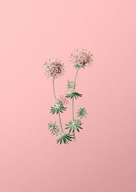 Crucianella Flower Branch