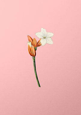 Brasilian Red Coat Flower