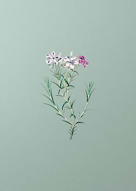 Shewy Phlox Flower Branch