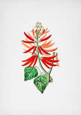 Naked Flowering Erythrina