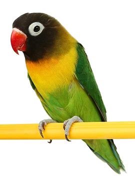 Parrot