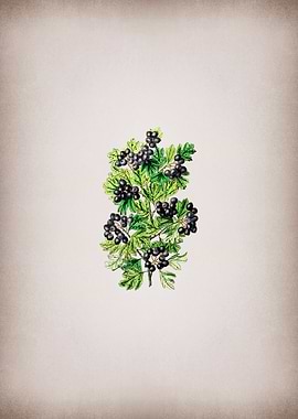 Hairy Leaf Black Hawthorn