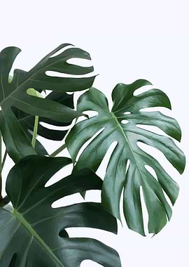 Monstera