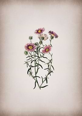 Hoary Diplopappus Flower