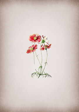 Fine Leaf Cosmos Flower