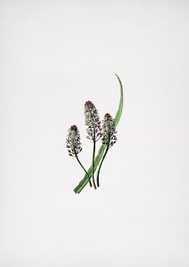 Meadow Squill Flower