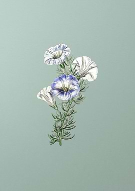 Sky Blue Alona Flower