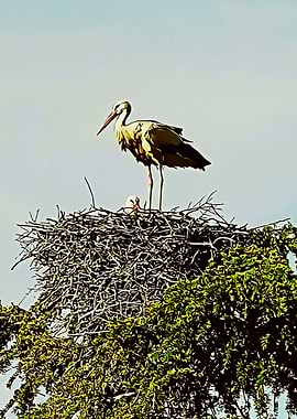 stork poster