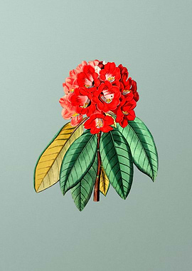 Rhododendron Rollissonii