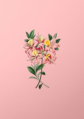 Changeable Pontic Azalea