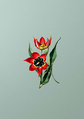 Red Strong Smelling Tulip