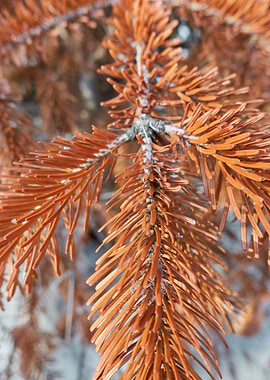 pine tree in the garden