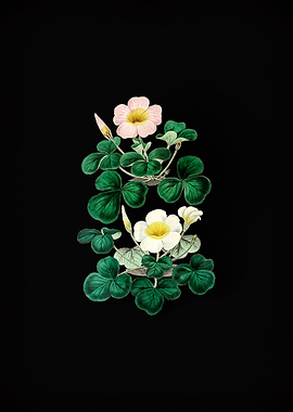 Variable Oxalis Branch