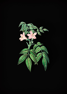 Turraea Pinnata Flower