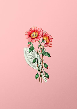 Vintage Calandrinia Pink