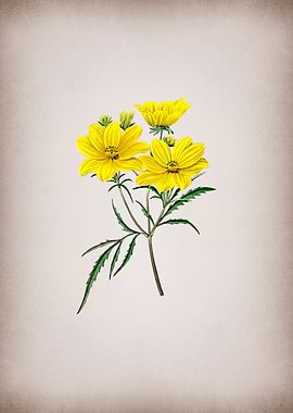 Golden Coreopsis Flower