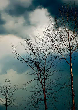 trees without leaves