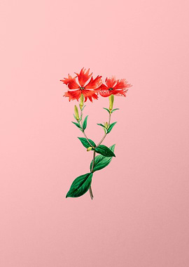 Lychnis Flower on Pink