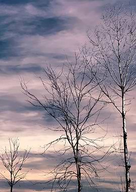 trees without leaves