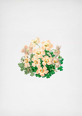 Vintage Oxalis Flower