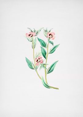 Long Branched Enothera